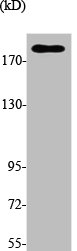 TOP2A Antibody