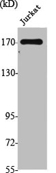 TOP2A Antibody