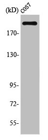 TOP2A Antibody