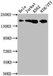 TOP2A Antibody