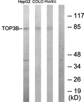 TOP3B Antibody