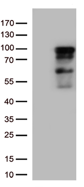 TOPBP1 Antibody