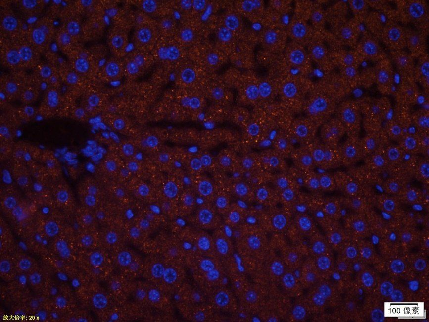 TOR1B Rabbit Polyclonal Antibody