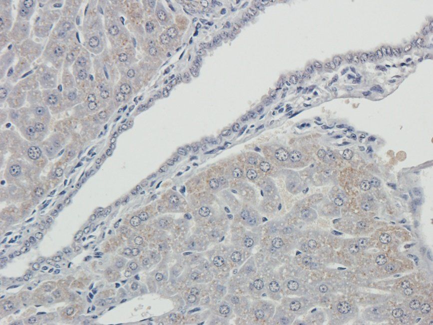 TOR1B Rabbit Polyclonal Antibody