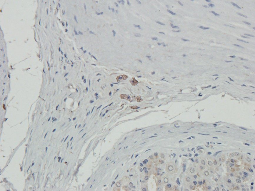 TOR1B Rabbit Polyclonal Antibody