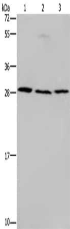 TP53INP1 Antibody