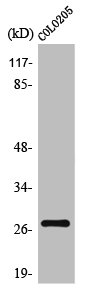 TP53INP1 Antibody