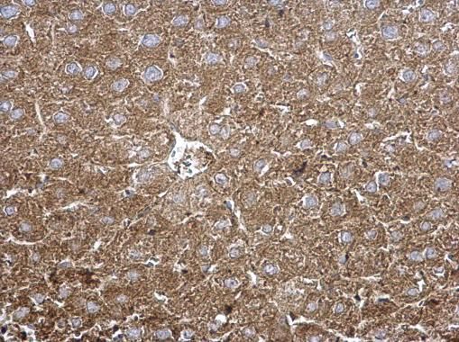 TPP1 antibody [N1C1]