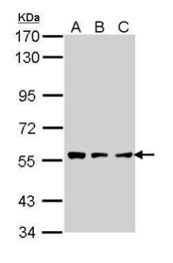 TPP1 antibody [N1C1]