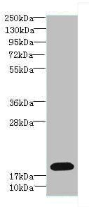 TPPP2 Antibody