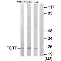 TPT1 Antibody