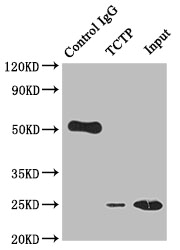 TPT1 Antibody
