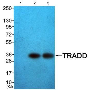 TRADD Antibody