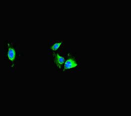 TRAF2 Antibody