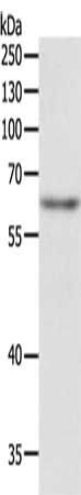 TRAF3IP2 Antibody