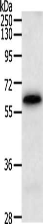TRAF3IP3 Antibody