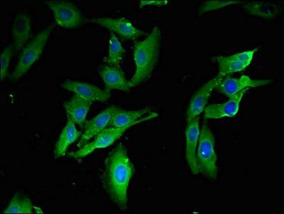 TRAF3IP3 Antibody