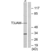 TRAF3IP3 Antibody