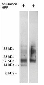 Rabbit human Trag 3 (Taxol-resistant-associated protein 3) Antibody