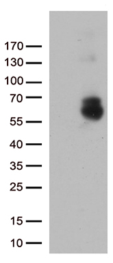 Transaldolase 1 Antibody