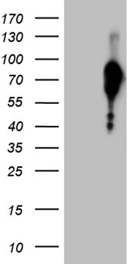 Transaldolase 1 Antibody