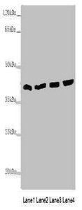 TALDO1 Antibody