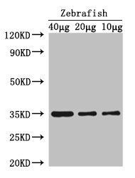 SOX2 Antibody