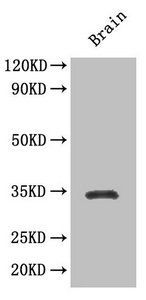 SOX2 Antibody