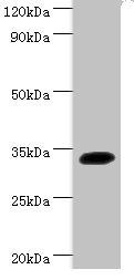 SOX2 Antibody