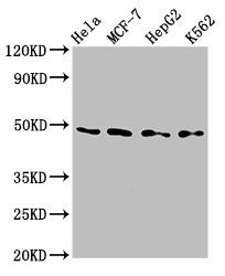 TEAD4 Antibody