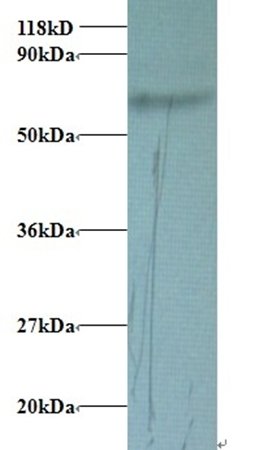 TF Antibody (HRP)