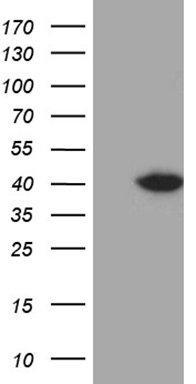 TSN Antibody