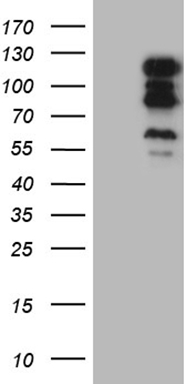 TSN Antibody