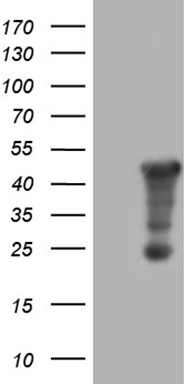 TSN Antibody