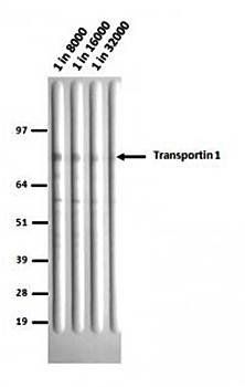 Transportin 1/MIP Monoclonal Antibody