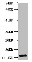 TTR Antibody