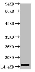 TTR Antibody