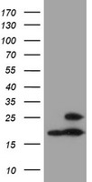 SSR1 Antibody