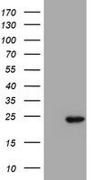 SSR1 Antibody