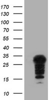 SSR1 Antibody