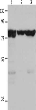 TRAP1 Antibody