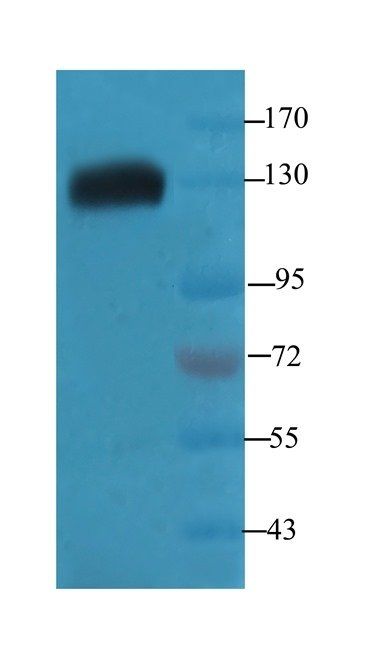 TRAPPC11 Rabbit Polyclonal Antibody