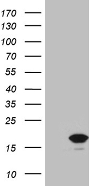 TRIB3 Antibody