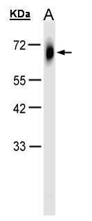 tripartite motif containing 23 Antibody