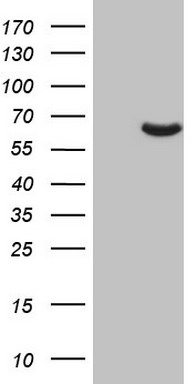 TRIM27 Antibody