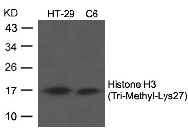 HIST1H3A Antibody
