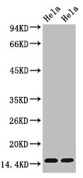 Tri-methyl-Histone H3(K36) Antibody