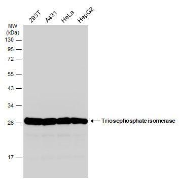 triosephosphate isomerase 1 Antibody