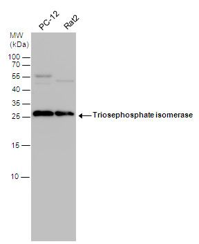triosephosphate isomerase 1 Antibody
