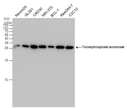 triosephosphate isomerase 1 Antibody